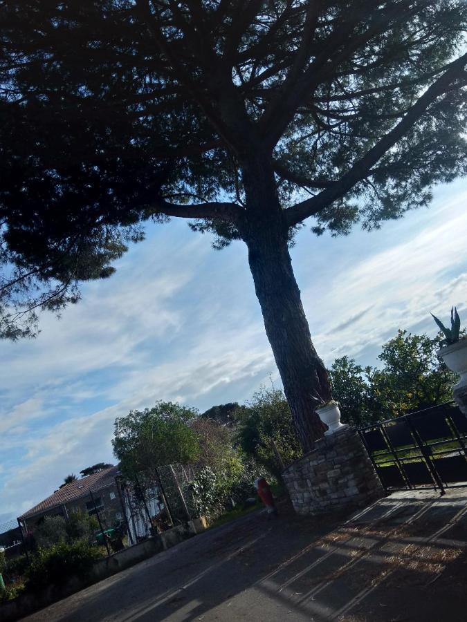 Un Nid Douillet En Bord De Plage !! Lucciana  Exterior foto